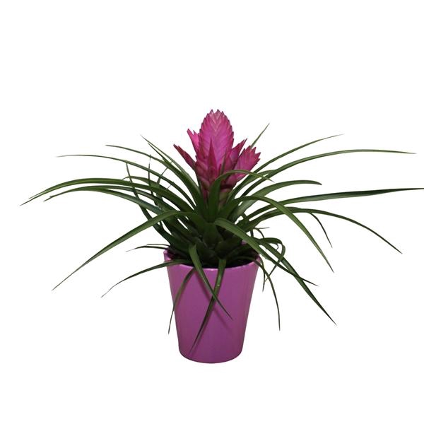 <h4>Tillandsia Josee Roze In Coco (Met Hoes)</h4>