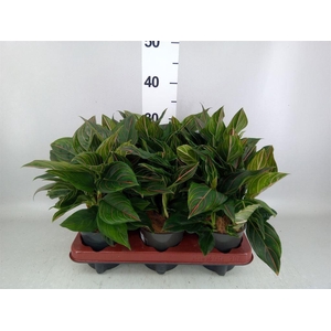 Aglaonema   ...