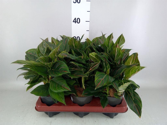 <h4>Aglaonema   ...</h4>