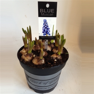 Muscari blauw in zwarte pot touch of spring