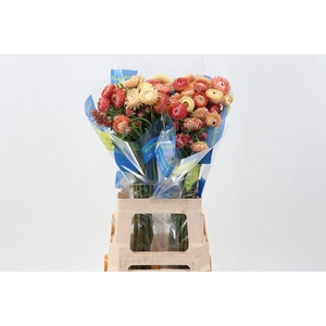 Helichrysum Apricot Mix 70cm