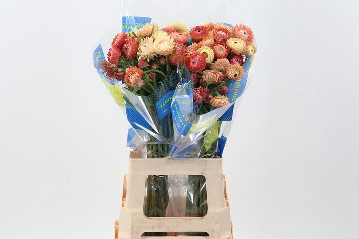 <h4>Helichrysum Apricot Mix 70cm</h4>