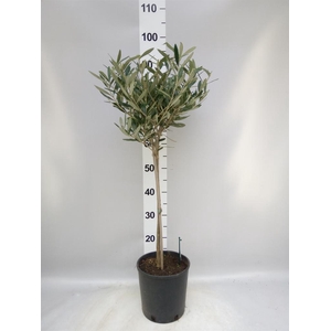 Olea europaea