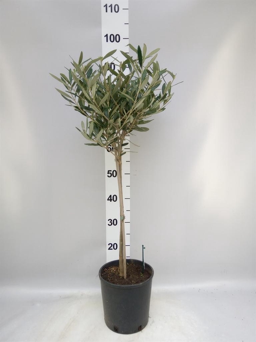 <h4>Olea europaea</h4>