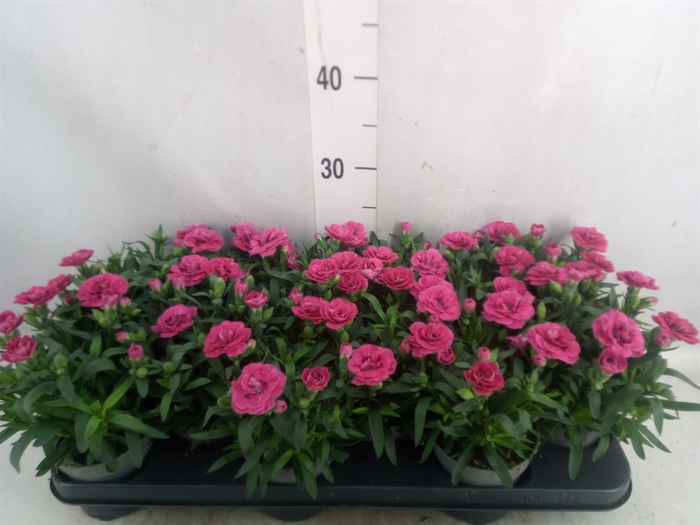 <h4>Dianthus  'Oscar Pink And Purple'</h4>