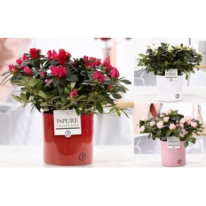 1st class Azalea mix in P&PURE Essential ceramics ass. 3