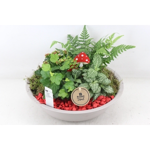 arr2 PL - Zink schaal creme - rood