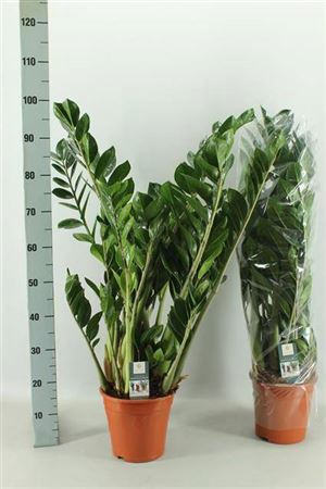 <h4>Zamio Zamiifolia</h4>