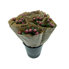 BQ Mono Pioenen Rood x5