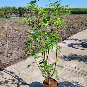 Sorbus aucuparia 'Ulong' 125+