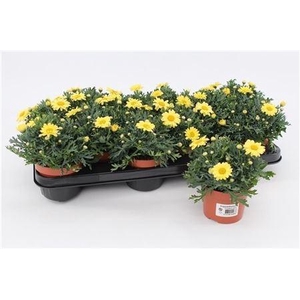 arr8 Arg La Rita Yellow