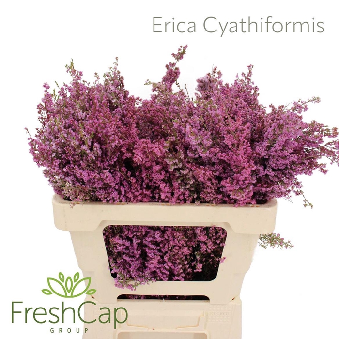 <h4>Erica Cyathiformis</h4>