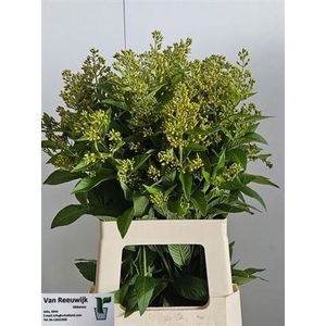 Lysim Vulgaris