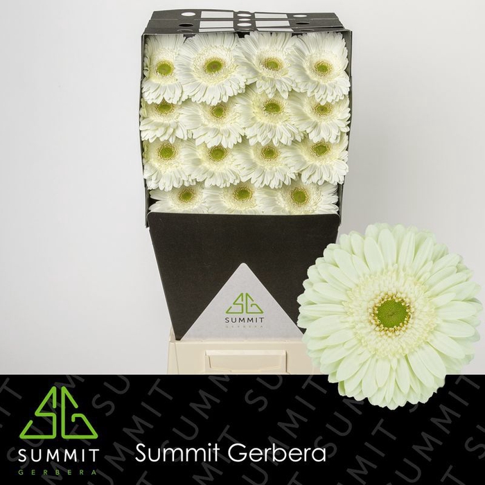 <h4>Gerbera Mint Diamond</h4>