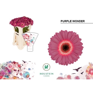 Germini Purple Wonder Water