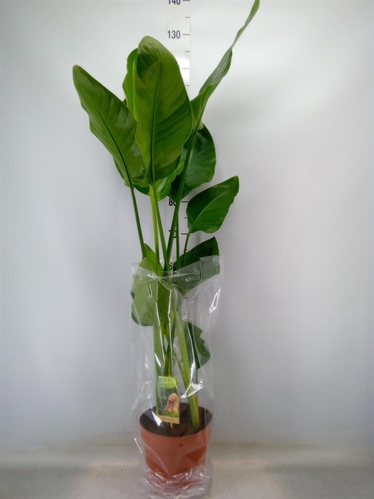 <h4>Strelitzia nicolai</h4>