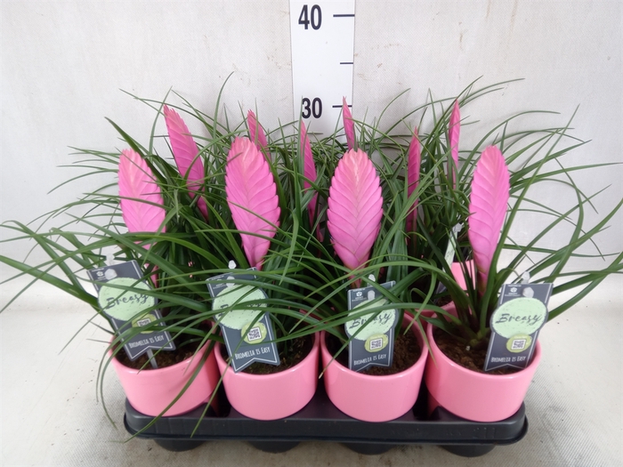 <h4>Tillandsia cyanea 'Vincent'</h4>