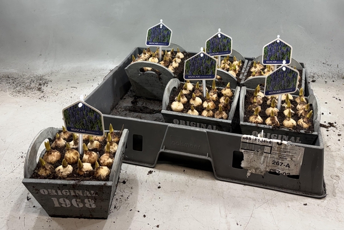 <h4>Arr Muscari</h4>