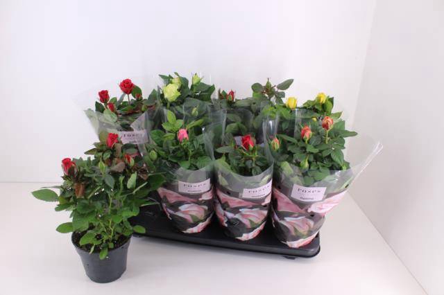 <h4>Rosa Patiohit mix</h4>