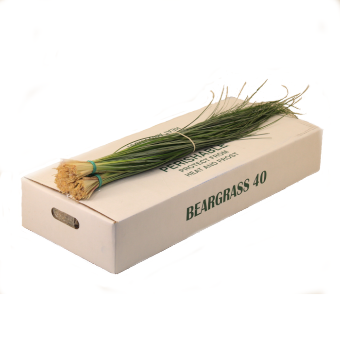 <h4>BEARGRASS X40  AIR</h4>