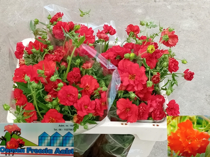 <h4>GEUM FIERY TEMPEST</h4>