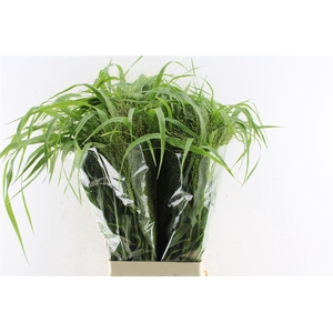 Panicum Fountain