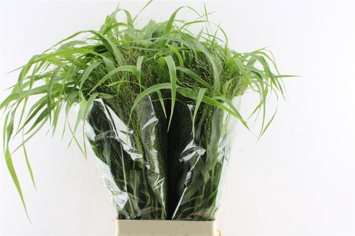 <h4>Panicum Fountain</h4>