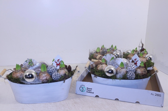 <h4>ARR HYACINTH</h4>