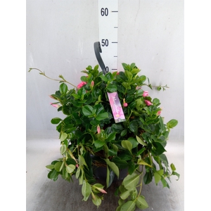 Mandevilla  'Diamantina Opal Fuchs'