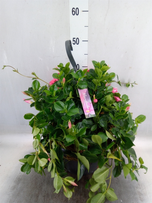 <h4>Mandevilla  'Diamantina Opal Fuchs'</h4>