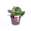 Bergenia cordifolia Eroica