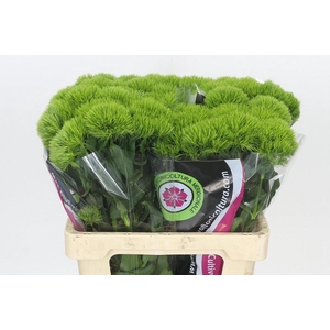 Dianthus Br Kiwi Mellow