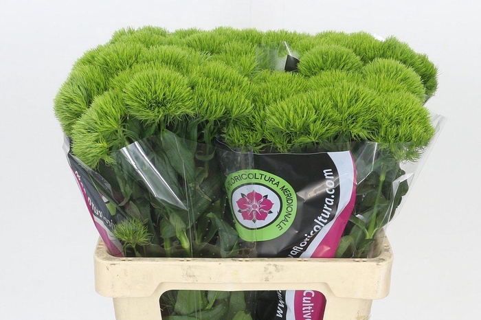 <h4>Dianthus Br Kiwi Mellow</h4>