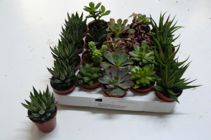 <h4>SUCC GEM 6 SRT</h4>