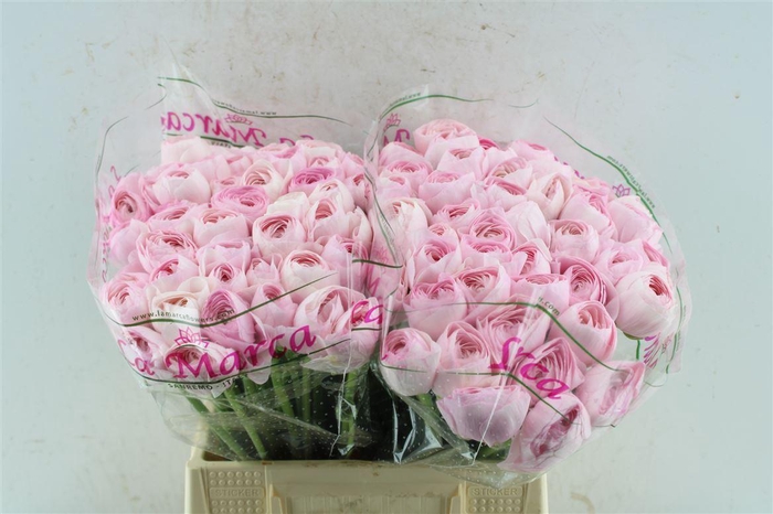 <h4>Ran Kloon Prima Rosa</h4>