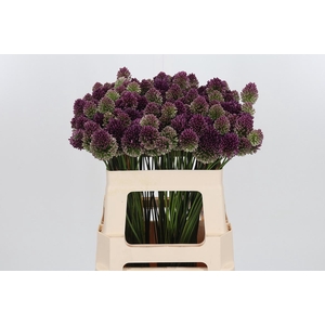 Allium Sphaerocephal (kogel)