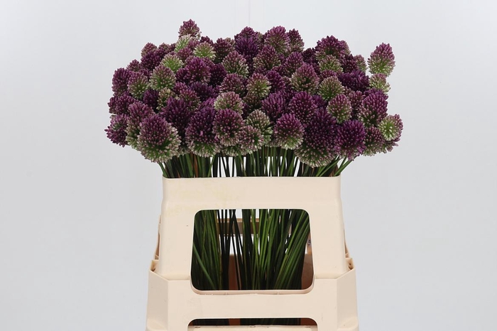 <h4>Allium Sphaerocephal (kogel)</h4>
