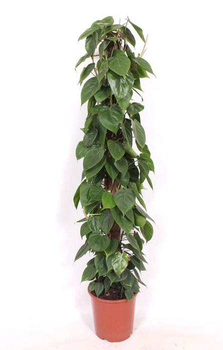 <h4>Philodendron scandens</h4>