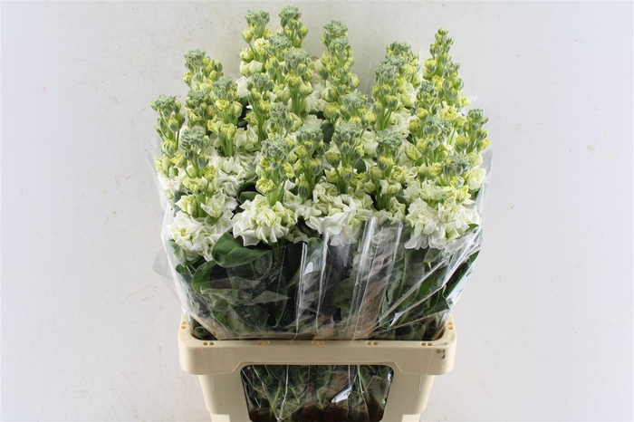 <h4>Matth Iron White</h4>