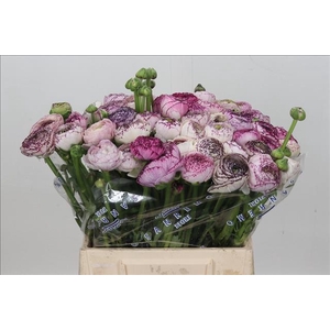 Ranunculus Clooney Cappuccino Extra