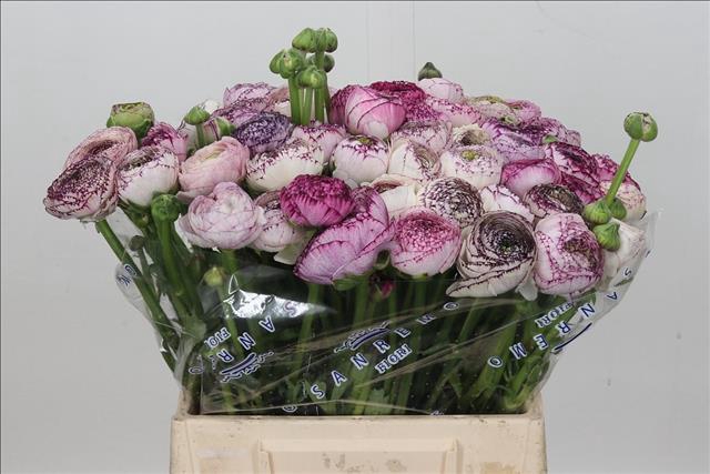 <h4>Ranunculus Clooney Cappuccino Extra</h4>