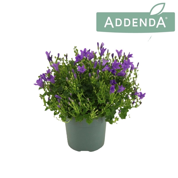 <h4>Campanula Ambella Intense Purple 10,5 cm</h4>
