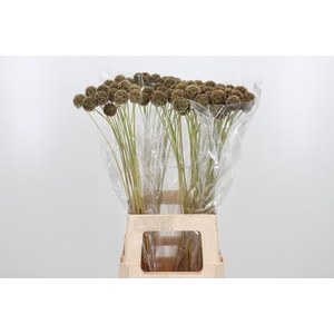 Scabiosa Stell Zaaddoos