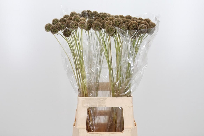 <h4>Scabiosa Stell Zaaddoos</h4>