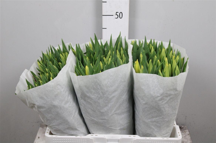 <h4>Tu En Strong Gold</h4>