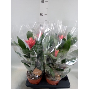 Aechmea   ...