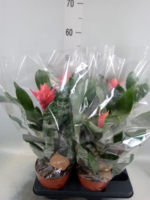 <h4>Aechmea   ...</h4>