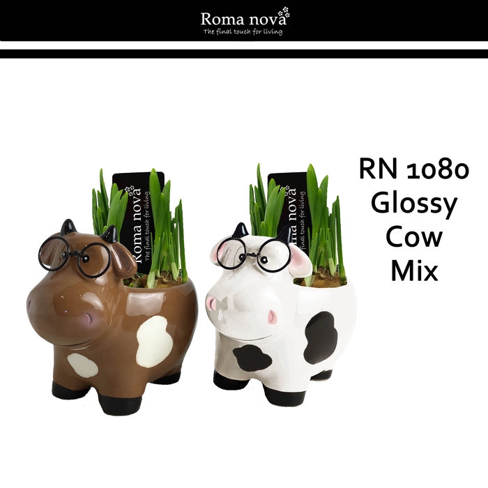 <h4>Narcis Rom 1080 Glossy Cow Mix</h4>