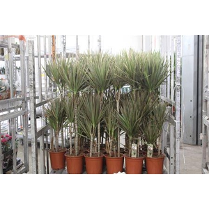 Dra Marg Bicolor 60-30-15