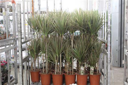 <h4>Dra Marg Bicolor 60-30-15</h4>
